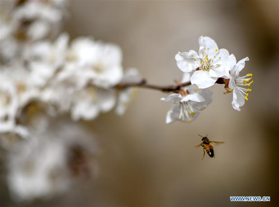 CHINA-XINJIANG-SPRING-APRICOT FLOWERS (CN)
