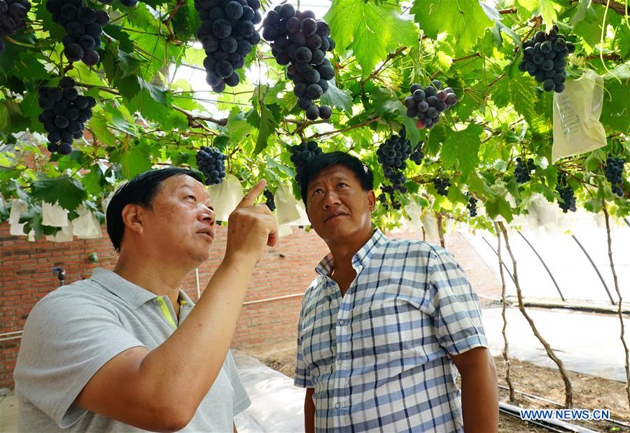 CHINA-HEBEI-NEW VARIETY-GRAPES (CN)