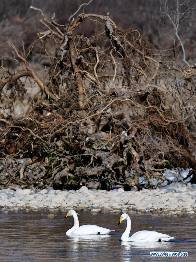 CHINA-QINGHAI-GUIDE-SWAN (CN)
