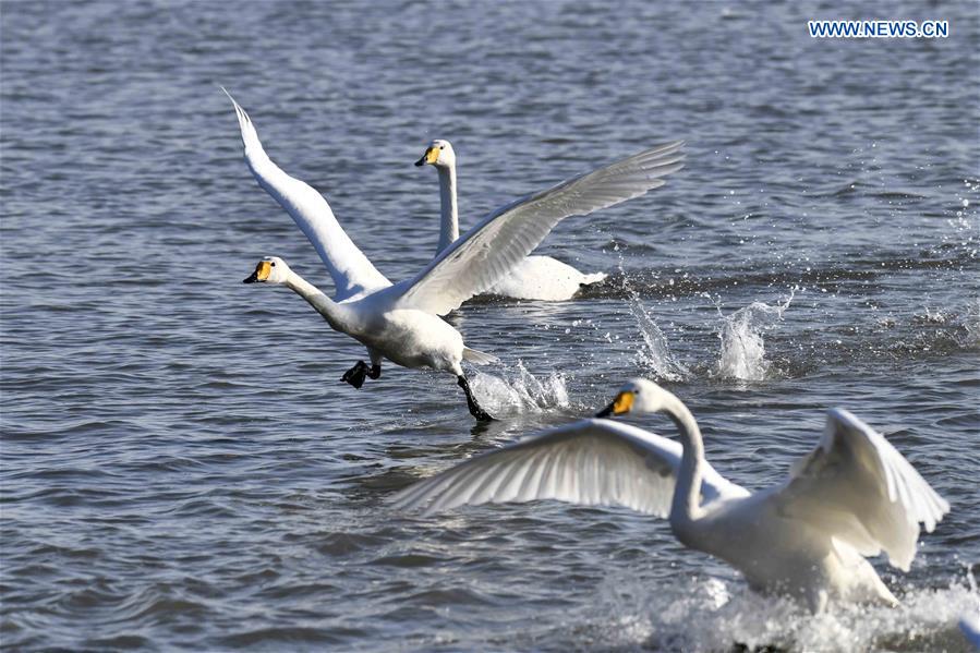 CHINA-SHANDONG-RONGCHENG-WHOOPER SWANS (CN)