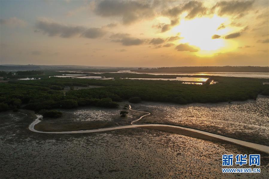 （圖文互動）（1）十年樹木、紅樹成林&mdash;&mdash;&ldquo;海上森林&rdquo;回歸記