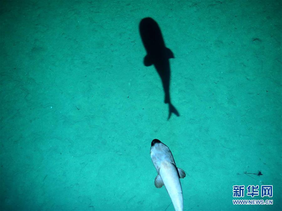 （社會）（2）&ldquo;潛龍三號&rdquo;&ldquo;曝光&rdquo;深海生物