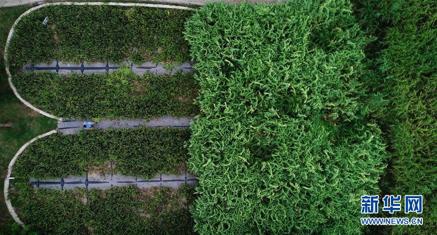 （在習近平新時代中國特色社會主義思想指引下&mdash;&mdash;新時代新作為新篇章&middot;圖文互動）（3）稀奇！治污濕地成了休閑公園&mdash;&mdash;江蘇蘇州全域推進農村生活污水治理