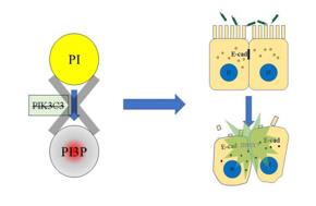 PI3P缺失導致上皮細胞連接破壞，最終招募中性粒細胞，發生急性炎癥