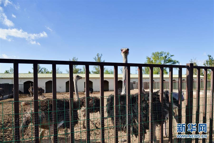 （在習近平新時代中國特色社會主義思想指引下&mdash;&mdash;新時代新作為新篇章&middot;圖文互動）（1）庫布其競相演繹&ldquo;點沙成金&rdquo;傳奇