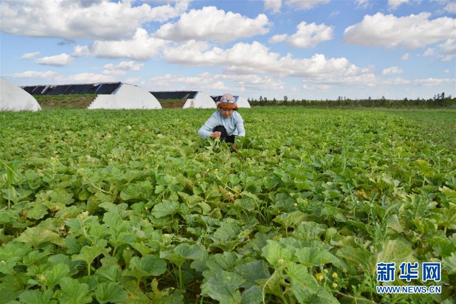 （在習近平新時代中國特色社會主義思想指引下&mdash;&mdash;新時代新作為新篇章&middot;圖文互動）（4）庫布其競相演繹&ldquo;點沙成金&rdquo;傳奇