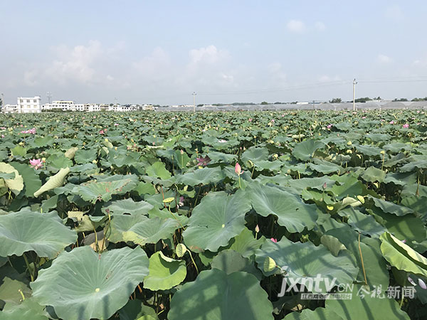 村里的荷塘既是產業也是美景