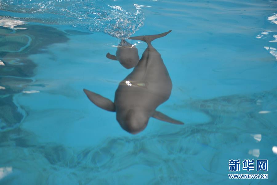 （圖文互動）（2）從消失的白鱀豚到人工繁殖江豚&mdash;&mdash;三個故事見證長江生態保護變遷