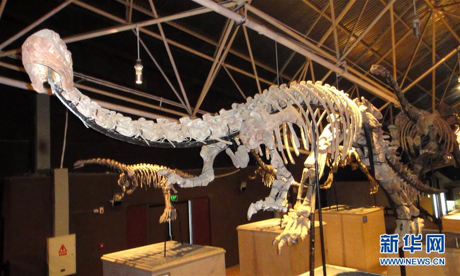 （圖文互動）（1）云南祿豐發現基干蜥腳型類恐龍新屬種&ldquo;孫氏彝州龍&rdquo;