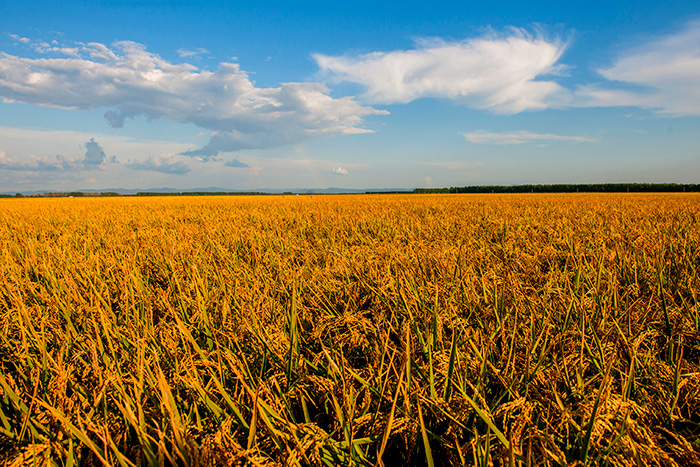 秋收的中國，你想象不到的美！但更美的是&hellip;&hellip;