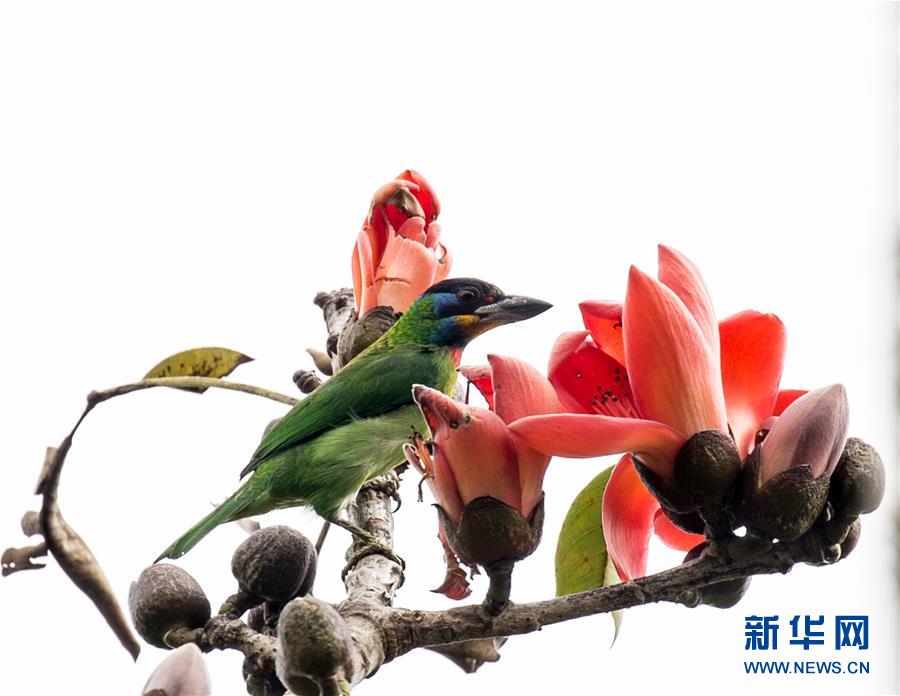 （新華全媒頭條&middot;圖文互動）（3）歸來的雨林 