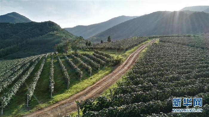 （百城百縣百企調研行&middot;圖文互動）（7）吉林集安：邊陲&ldquo;綠色明珠&rdquo;為何如此閃亮？