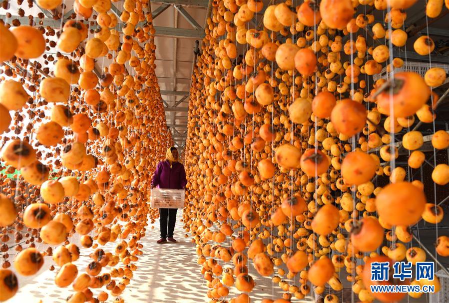 （鏡觀中國&middot;新華社國內照片一周精選）（15）柿掛