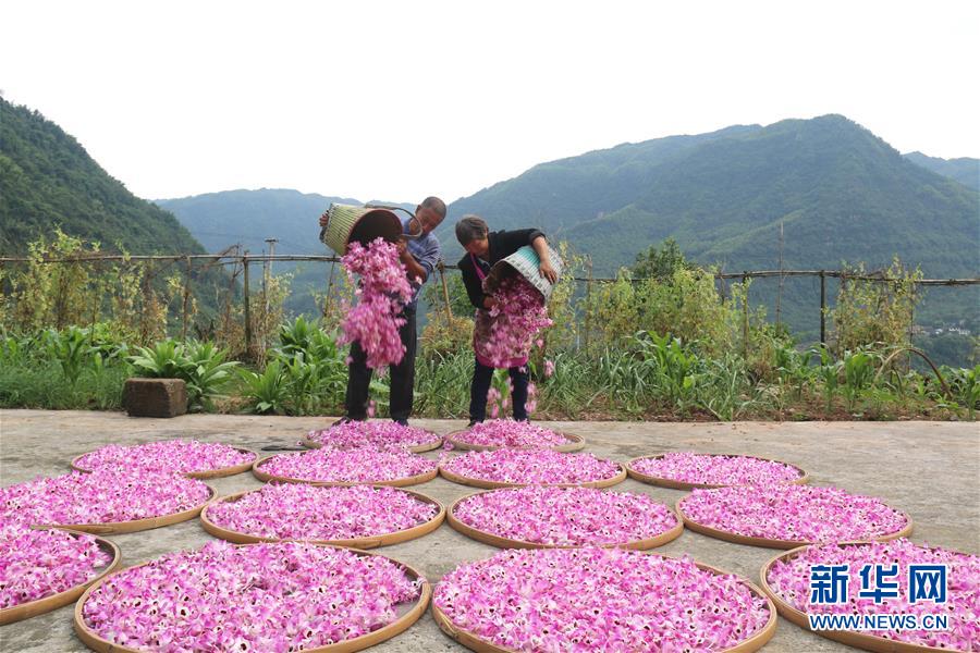 （在習近平新時代中國特色社會主義思想指引下&middot;慶祝改革開放40周年&middot;綠色發展&middot;圖文互動）（3）吹盡狂沙始到金&mdash;&mdash;綠色發展之&ldquo;金&rdquo;的故事 