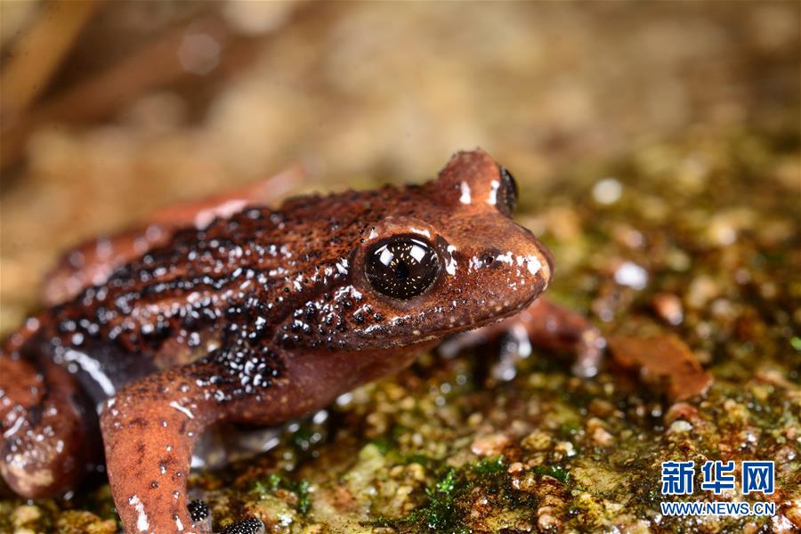（圖文互動）（2）云南高黎貢山發現兩棲動物新種&ldquo;騰沖齒突蟾&rdquo;