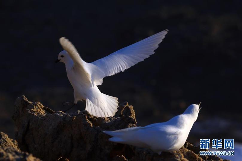 （第35次南極科考&middot;圖文互動）（1）中國首次利用紅外相機(jī)自動監(jiān)測南極雪海燕