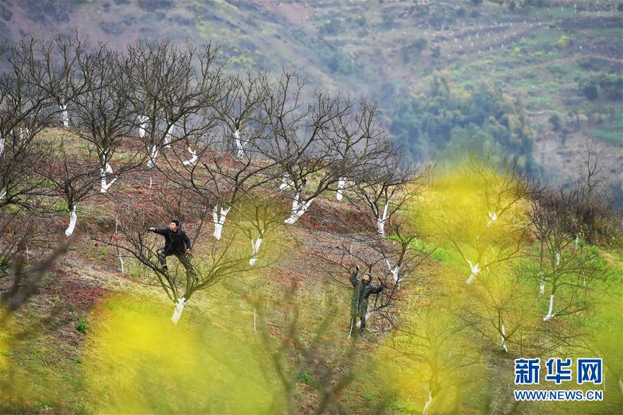（在習近平新時代中國特色社會主義思想指引下&mdash;&mdash;新時代新作為新篇章）（8）重慶巫山：&ldquo;生態寶貝&rdquo;變身&ldquo;搖錢樹&rdquo;