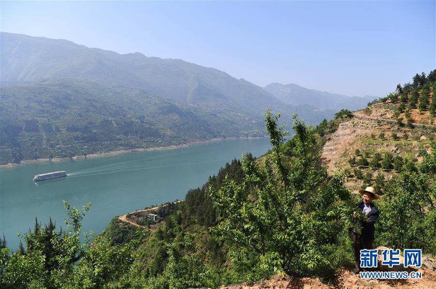 （在習近平新時代中國特色社會主義思想指引下&mdash;&mdash;新時代新作為新篇章）（12）重慶巫山：&ldquo;生態寶貝&rdquo;變身&ldquo;搖錢樹&rdquo;