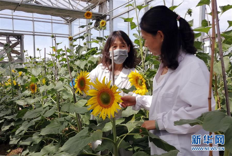 （在習近平新時代中國特色社會主義思想指引下&mdash;&mdash;新時代新作為新篇章&middot;圖文互動）走自主研發之路：中國食葵打敗&ldquo;洋&rdquo;種子