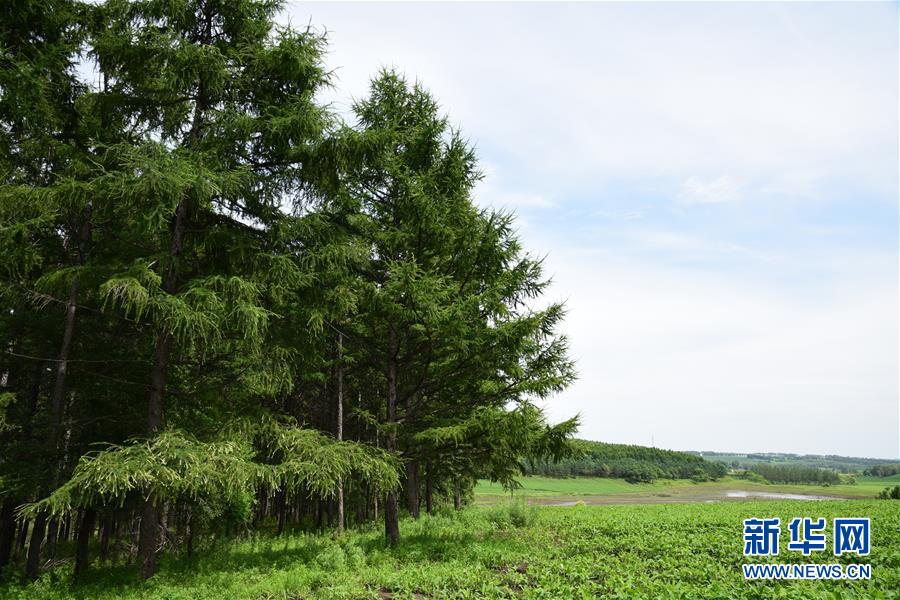 （在習(xí)近平新時(shí)代中國特色社會(huì)主義思想指引下&mdash;&mdash;新時(shí)代新作為新篇章&middot;圖文互動(dòng)）（1）向林木要錢，讓綠樹生金&mdash;&mdash;黑龍江省拜泉縣發(fā)展綠色經(jīng)濟(jì)助脫貧