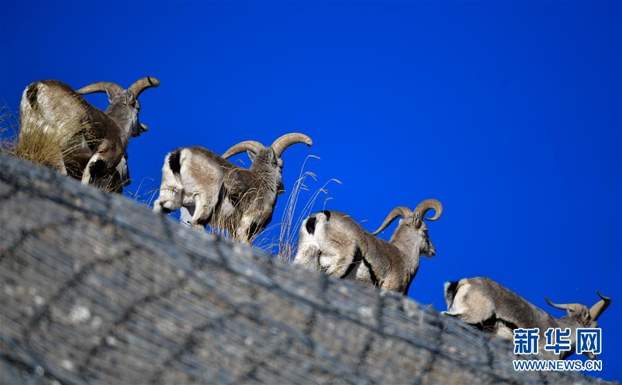 （行走中國&middot;圖文互動）（5）青海三江源：在&ldquo;神山圣湖&rdquo;間尋覓&ldquo;高原精靈&rdquo;