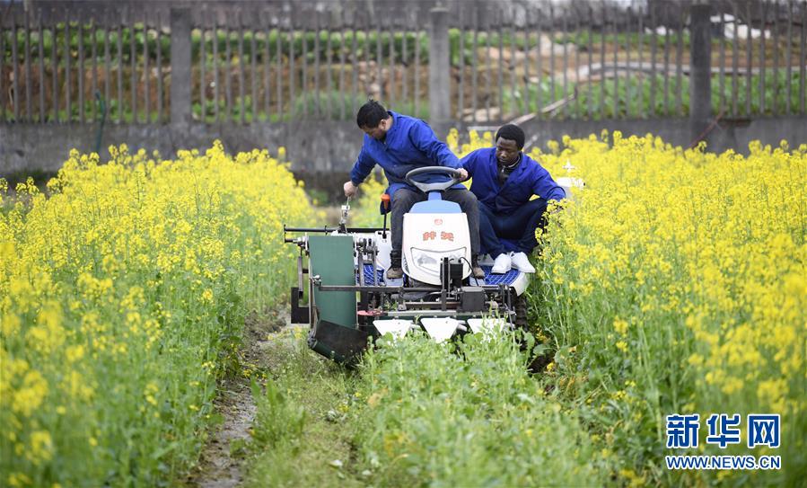 （在習(xí)近平新時(shí)代中國(guó)特色社會(huì)主義思想指引下&mdash;&mdash;新時(shí)代新作為新篇章&middot;總書記關(guān)切開放事&middot;圖文互動(dòng)）（10）來(lái)中國(guó)&ldquo;學(xué)種地&rdquo;的&ldquo;洋學(xué)生&rdquo;
