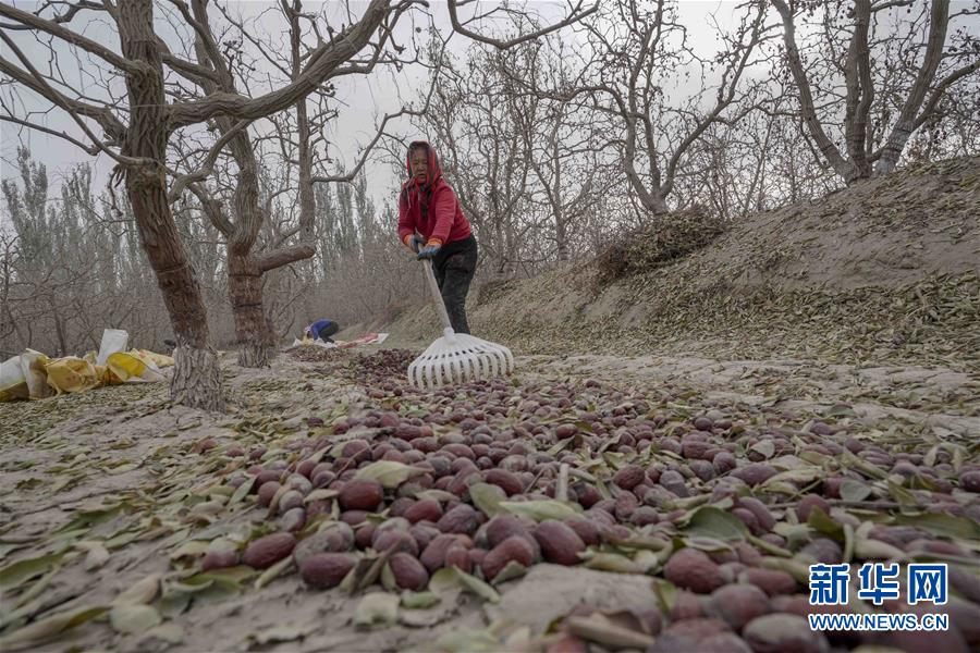 （新華全媒頭條）（4）沙海之邊一片紅&mdash;&mdash;一粒棗和&ldquo;第一大縣&rdquo;的故事