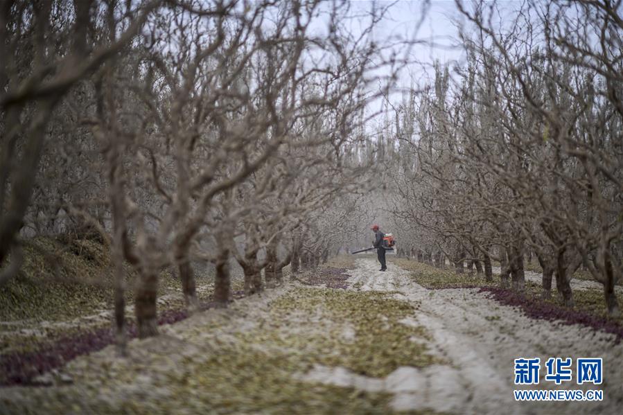 （新華全媒頭條）（10）沙海之邊一片紅&mdash;&mdash;一粒棗和&ldquo;第一大縣&rdquo;的故事