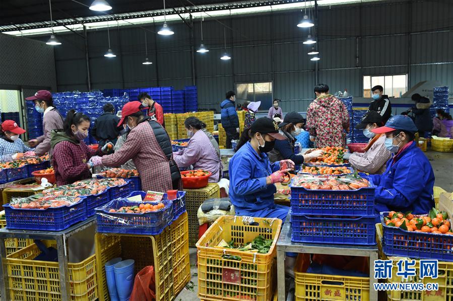 （圖文互動）（10）與疫情抗爭 與春光同行&mdash;&mdash;廣西農村春耕備耕一線觀察