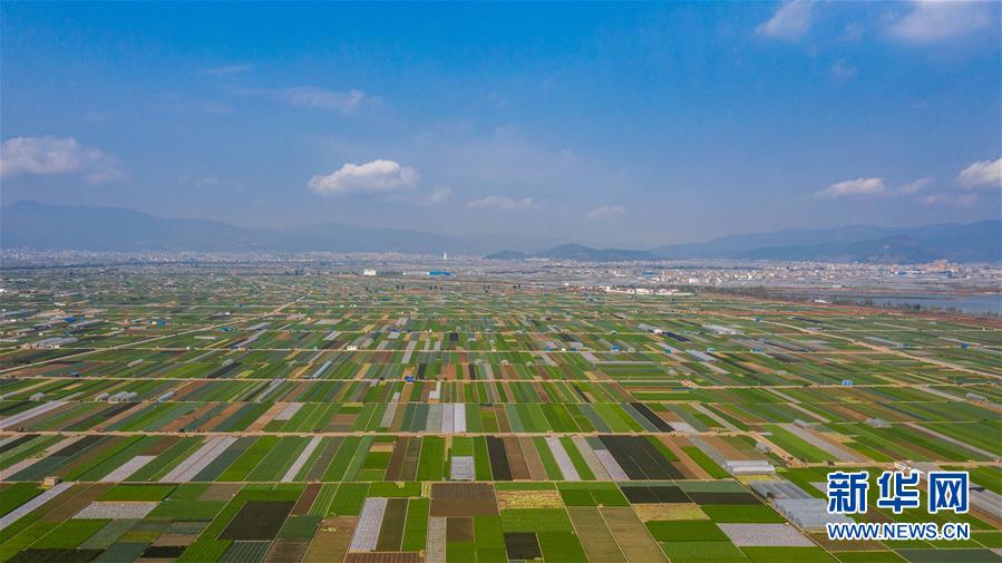 （抓好春耕備耕 穩住農業生產&middot;圖文互動）（5）&ldquo;栽種的是菜苗，收獲的是希望&rdquo;&mdash;&mdash;云南蔬菜集散地通?？h春耕見聞 