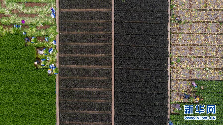 （抓好春耕備耕 穩住農業生產&middot;圖文互動）（4）&ldquo;栽種的是菜苗，收獲的是希望&rdquo;&mdash;&mdash;云南蔬菜集散地通?？h春耕見聞 