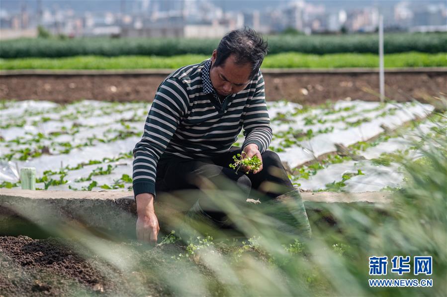 （抓好春耕備耕 穩住農業生產&middot;圖文互動）（3）&ldquo;栽種的是菜苗，收獲的是希望&rdquo;&mdash;&mdash;云南蔬菜集散地通?？h春耕見聞 