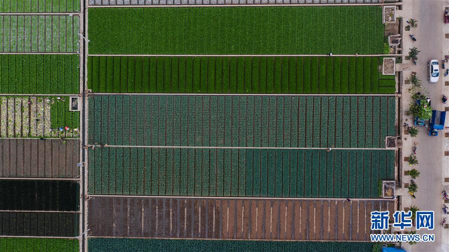 （抓好春耕備耕 穩住農業生產&middot;圖文互動）（1）&ldquo;栽種的是菜苗，收獲的是希望&rdquo;&mdash;&mdash;云南蔬菜集散地通?？h春耕見聞 