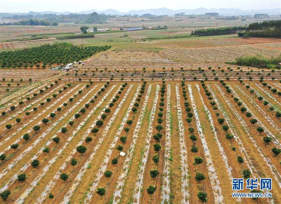 （抓好春耕備耕 穩住農業生產&middot;圖文互動）（1）農時不等人 扶貧不能拖&mdash;&mdash;種瓜大村春耕生產見聞 