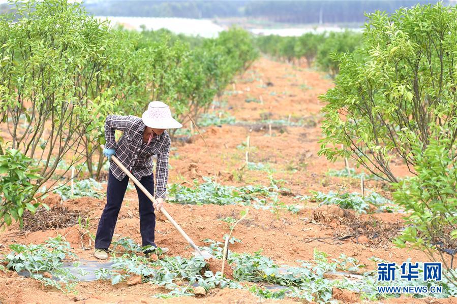 （抓好春耕備耕 穩住農業生產&middot;圖文互動）（6）農時不等人 扶貧不能拖&mdash;&mdash;種瓜大村春耕生產見聞 