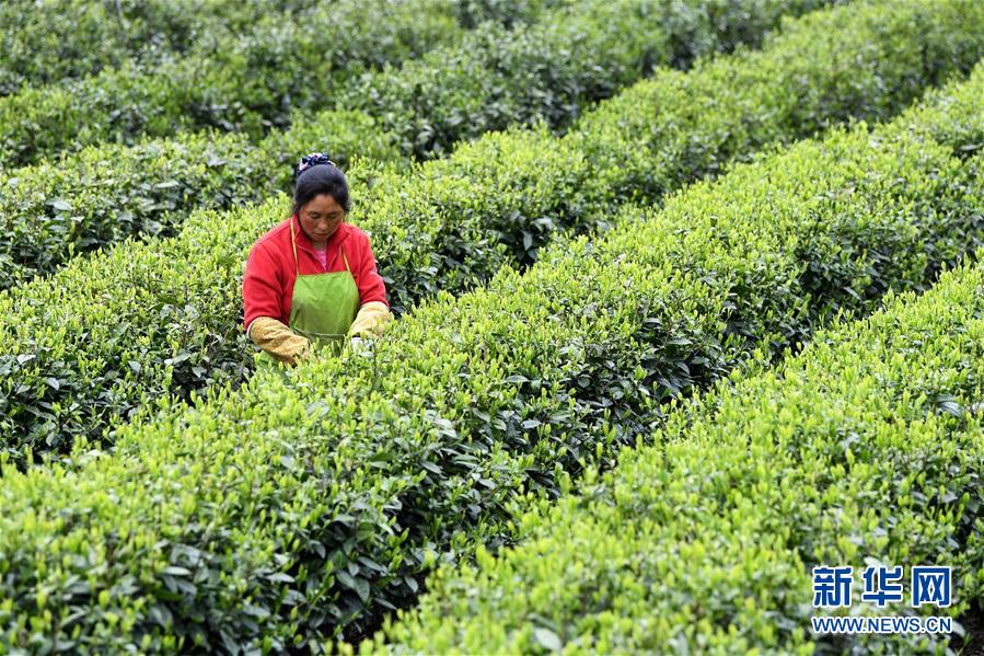 （新華全媒頭條&middot;圖文互動）（13）紅土地上的&ldquo;綠色減貧&rdquo;決戰&mdash;&mdash;大別山&ldquo;將軍縣&rdquo;金寨脫貧紀實