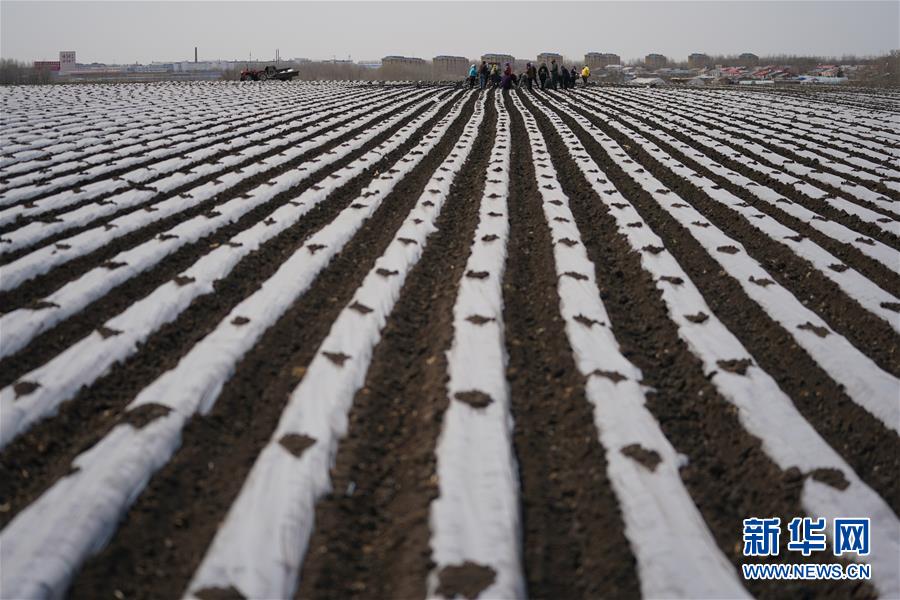 (新華全媒頭條·圖文互動)(8)讓中國飯碗端得更牢——“中華糧倉”春耕剪影