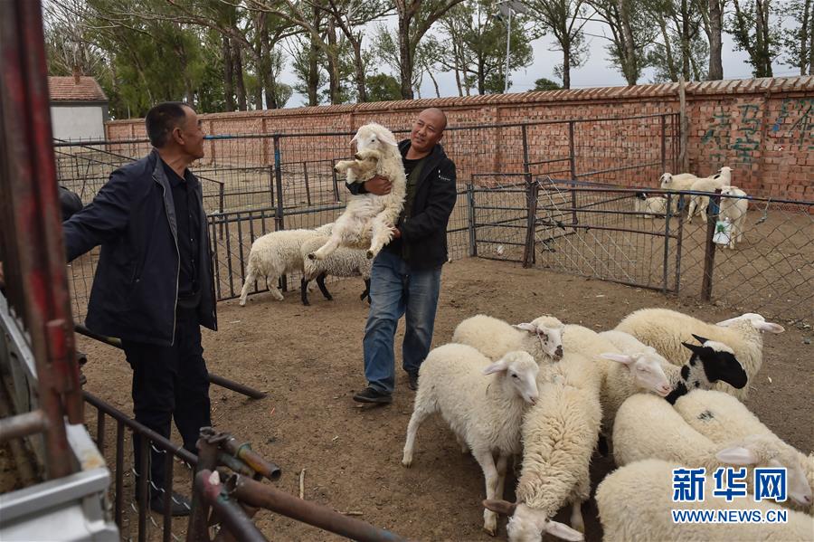 （決戰決勝脫貧攻堅&middot;圖文互動）（2）&ldquo;活羊經紀人&rdquo;老白