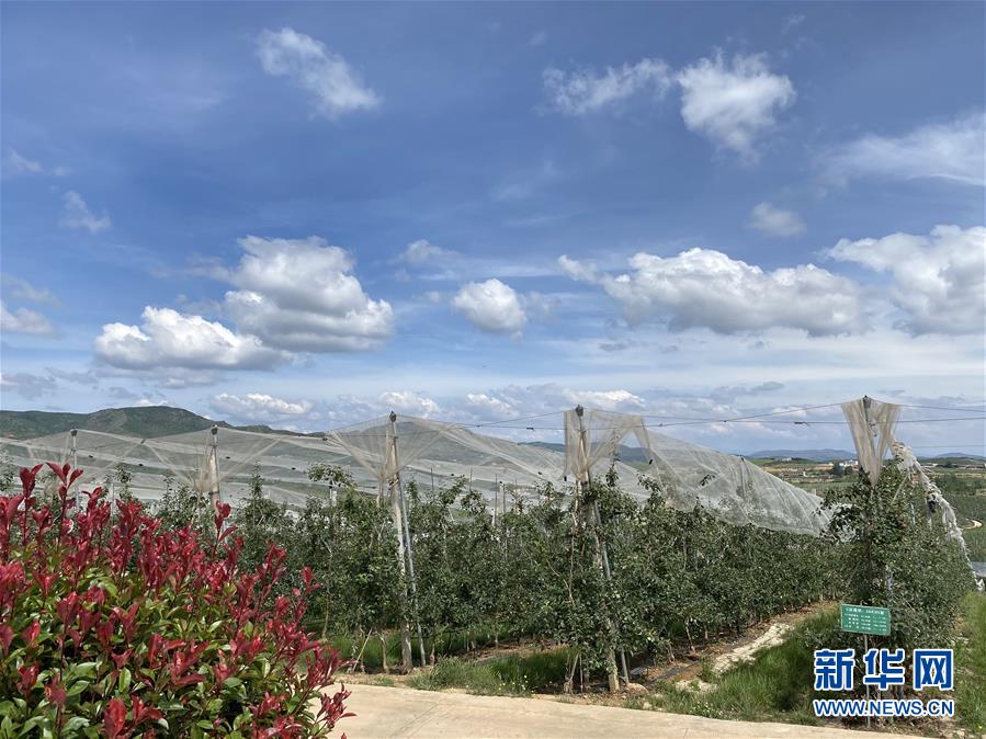 （決戰決勝脫貧攻堅&middot;圖文互動）（3）高原紅了，日子好了&mdash;&mdash;貴州海拔最高縣發展蘋果產業見聞