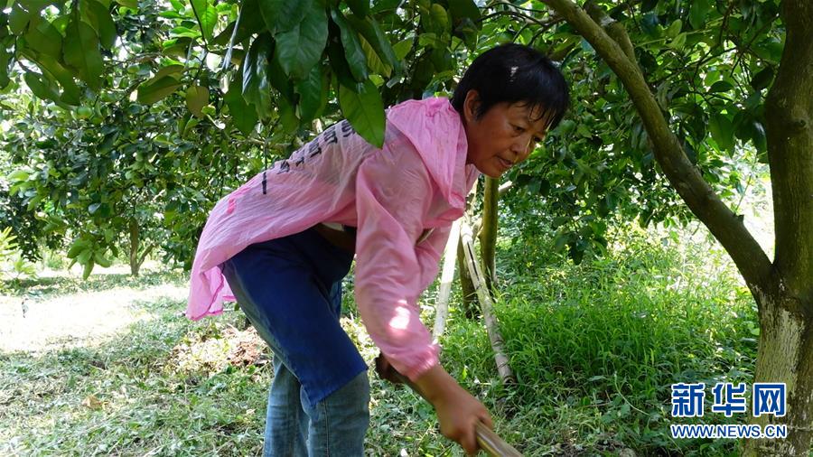 （新華網(wǎng)&middot;決戰(zhàn)決勝脫貧攻堅&middot;圖文互動）（2）貴州思南：強(qiáng)村帶弱村 &ldquo;抱團(tuán)&rdquo;促增收