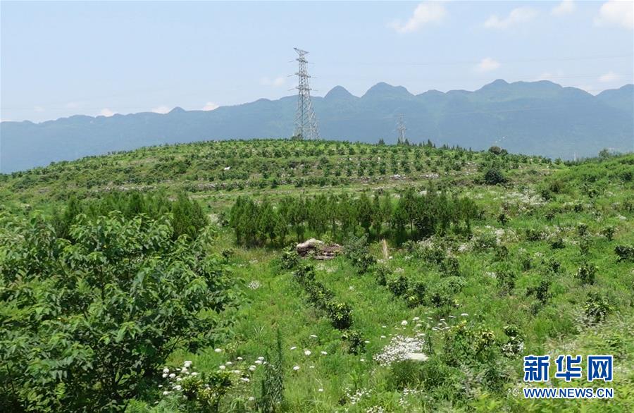 （新華網(wǎng)&middot;決戰(zhàn)決勝脫貧攻堅&middot;圖文互動）（3）貴州思南：強(qiáng)村帶弱村 &ldquo;抱團(tuán)&rdquo;促增收