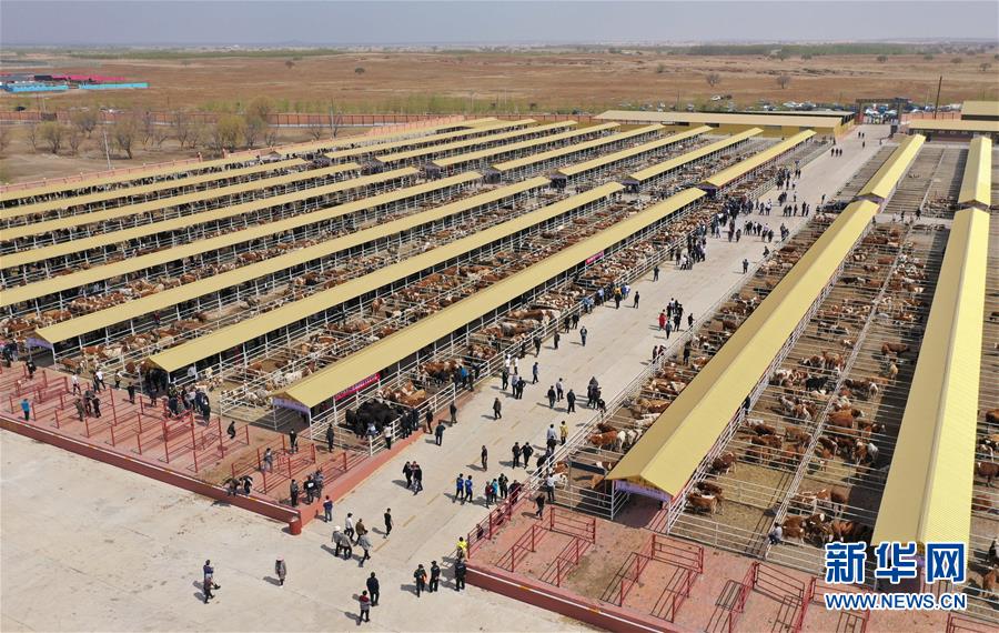 （決戰決勝脫貧攻堅&middot;圖文互動）（3）內蒙古科右中旗：把準發展方向 &ldquo;楓馬牛&rdquo;可相及