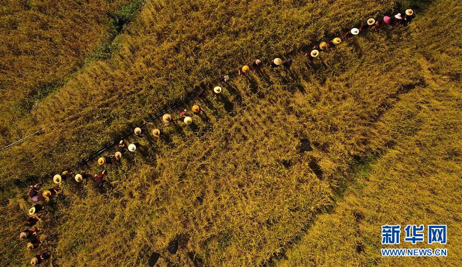 （走向我們的小康生活&middot;圖文互動）（2）黎苗山鄉(xiāng)種養(yǎng)&ldquo;老行當(dāng)&rdquo;擦亮&ldquo;綠色牌&rdquo;