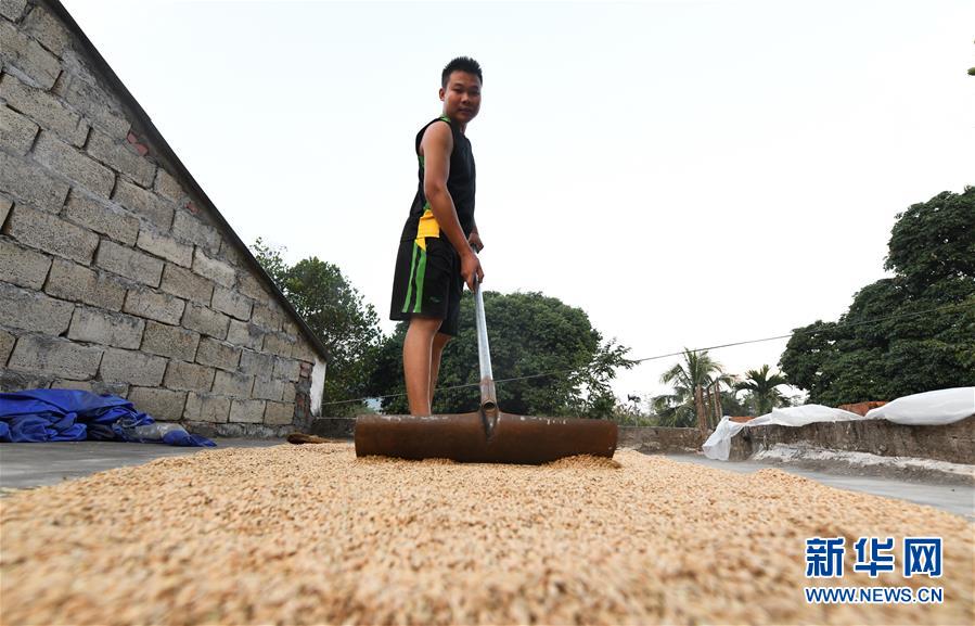 （走向我們的小康生活&middot;圖文互動）（4）黎苗山鄉(xiāng)種養(yǎng)&ldquo;老行當(dāng)&rdquo;擦亮&ldquo;綠色牌&rdquo;