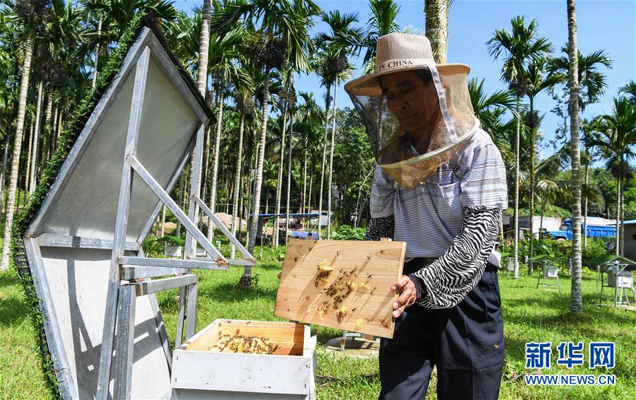 （走向我們的小康生活&middot;圖文互動）（7）黎苗山鄉(xiāng)種養(yǎng)&ldquo;老行當(dāng)&rdquo;擦亮&ldquo;綠色牌&rdquo;