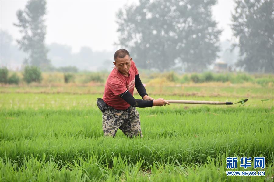 （防汛抗洪&middot;圖文互動(dòng)）（4）洞庭湖畔打響糧食保衛(wèi)戰(zhàn)