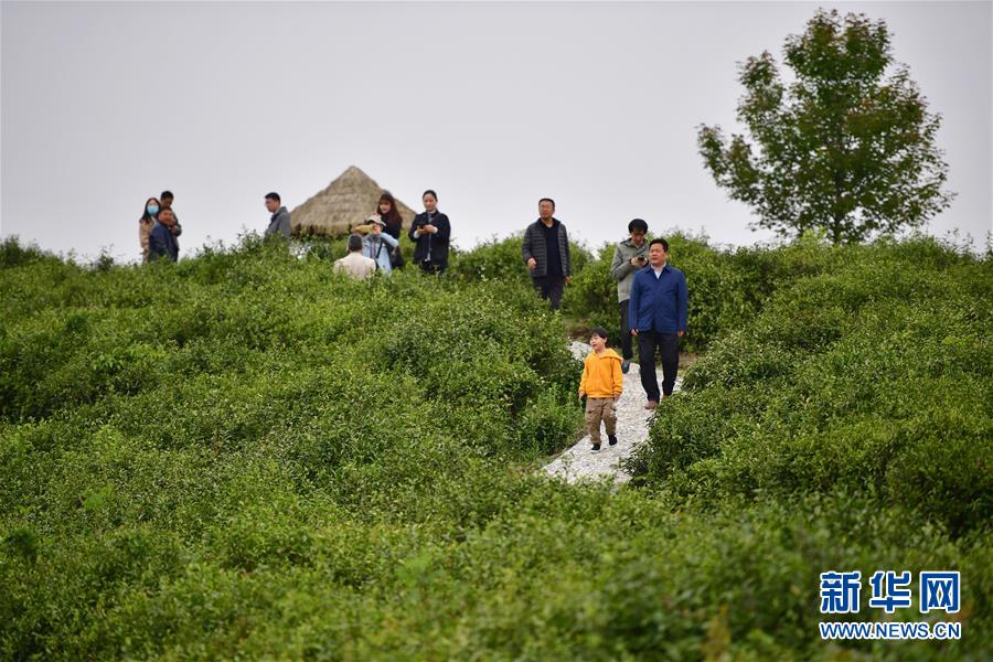 （走向我們的小康生活&middot;圖文互動）（7）綠了青山，紅了日子&mdash;&mdash;秦巴山區群眾繪出小康&ldquo;調色板&rdquo;