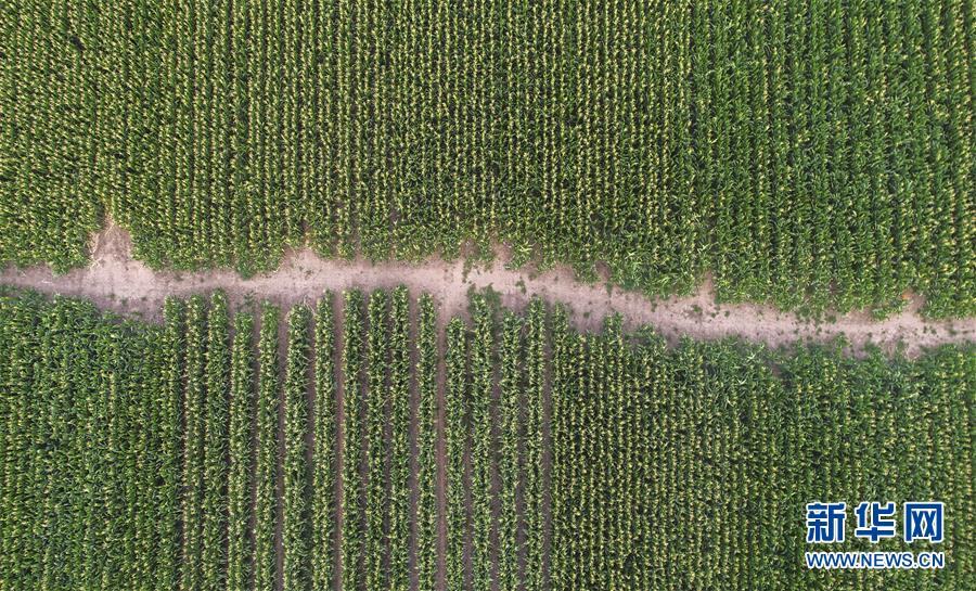 （新華全媒頭條&middot;圖文互動(dòng)）（4）為現(xiàn)代農(nóng)業(yè)探新路&mdash;&mdash;來自吉林梨樹的田野報(bào)告