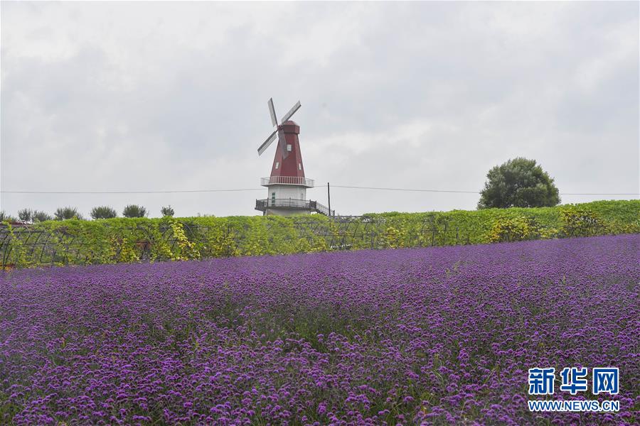 （新華全媒頭條&middot;走向我們的小康生活&middot;圖文互動）（6）黑土地上是我家&mdash;&mdash;在吉林，一瞥中國東北鄉村美麗未來