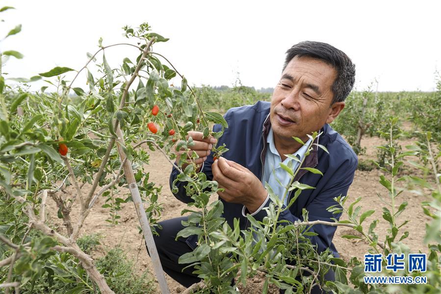 （全面建成小康社會&ldquo;百城千縣萬村調研行&rdquo;&middot;圖文互動）（1）寧夏華寺村：做活&ldquo;土&rdquo;文章 村民享小康